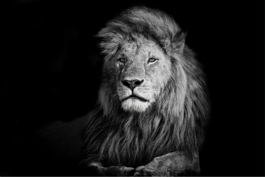 MF016 Wall décor art photographic on canvas wildlife lion black & white
